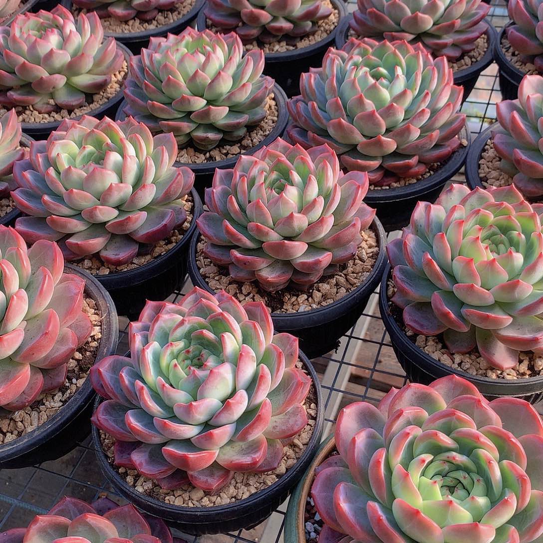 超大红鸾000000000000000000