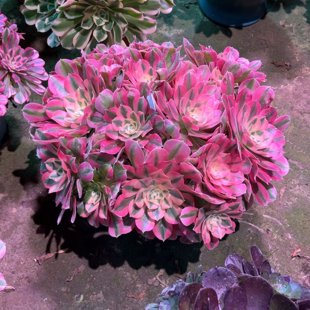 用****9多肉植物女巫583