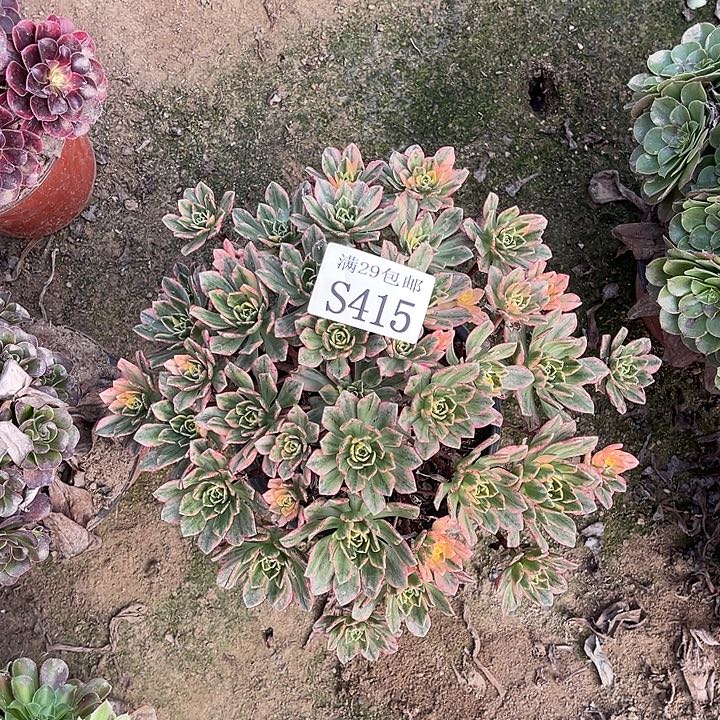 415甜茶多肉植物     