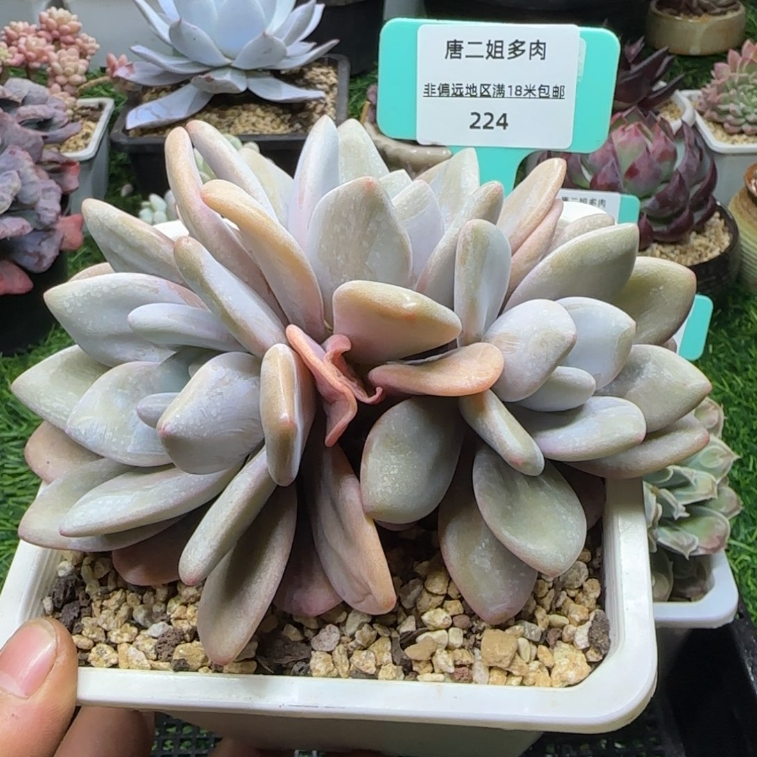 唐二姐多肉编号224