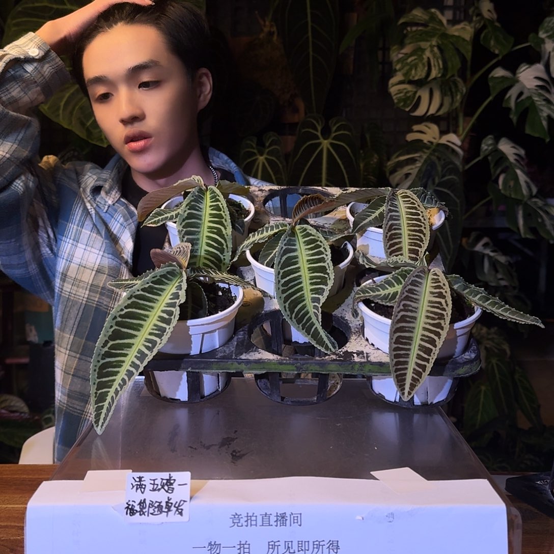 不开花植物气泡紫金牛29.9一颗随机发