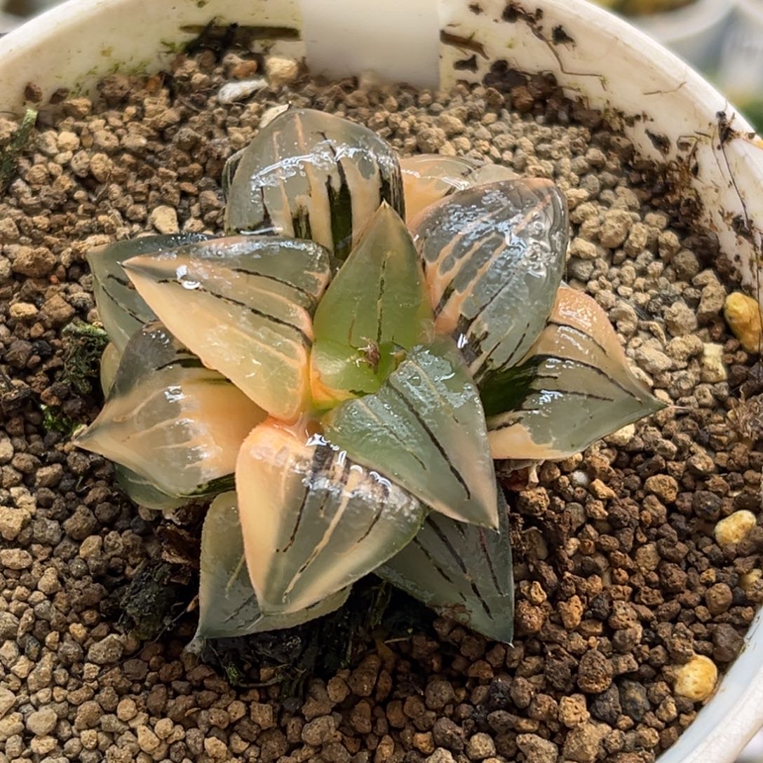 22红纹寿锦福利专场