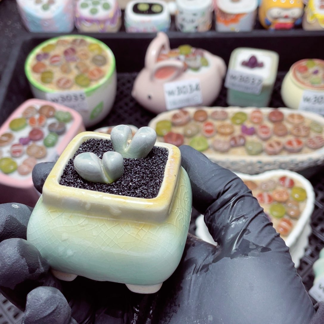 w3044--带盆土发货，零下地区拍保温箱