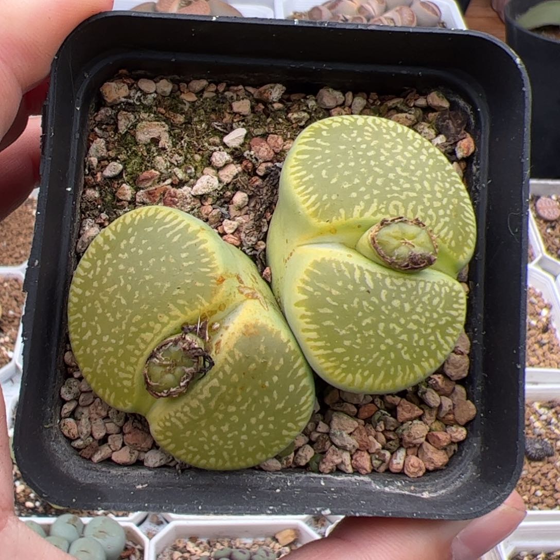 0663号绿光阳 多肉植物