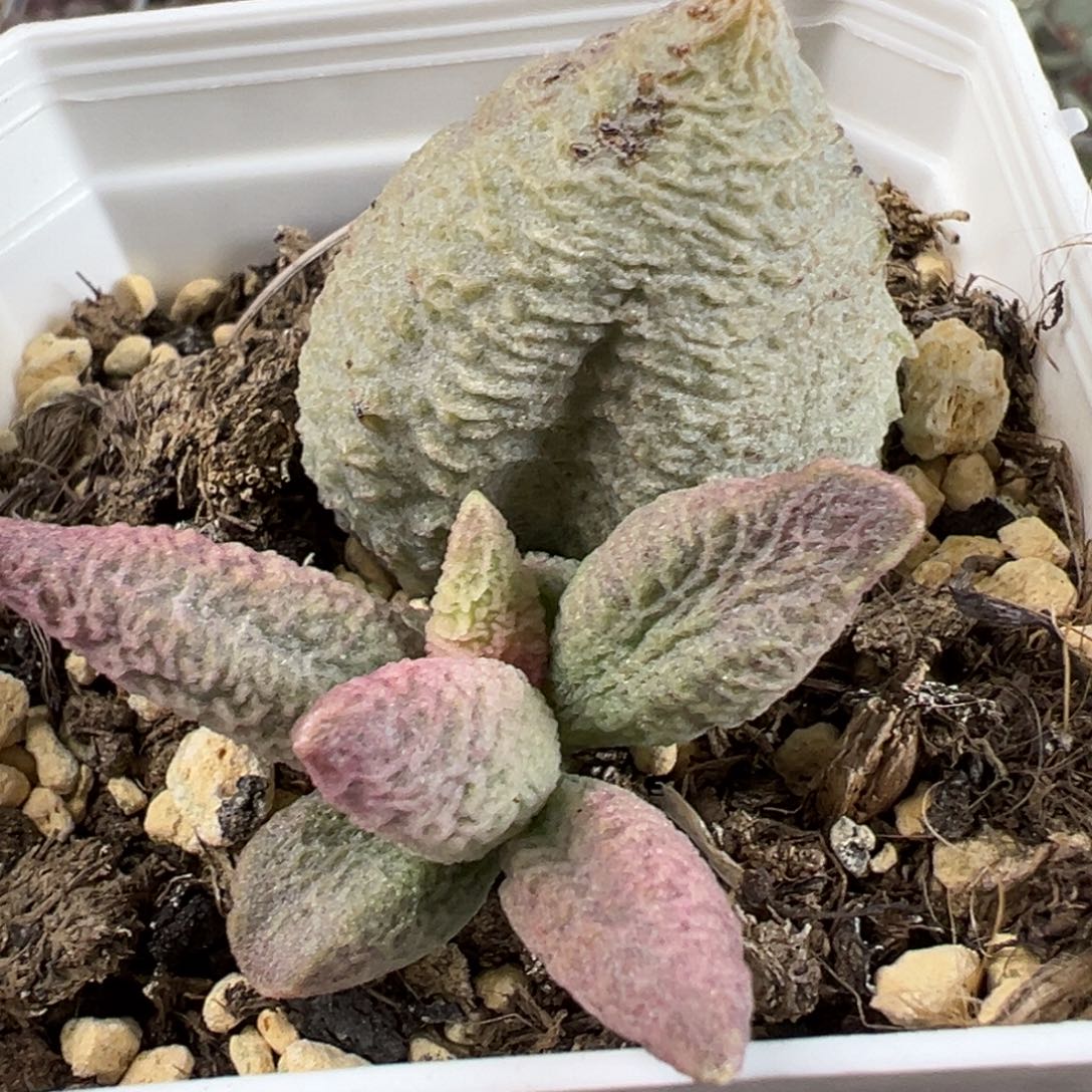 融化纹冰激凌大苗母叶有疤特价多肉