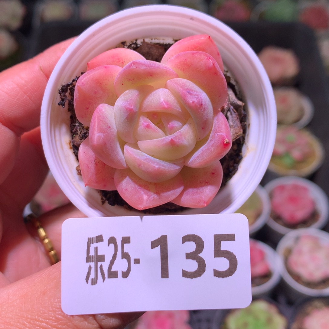 乐然25-135 新品 