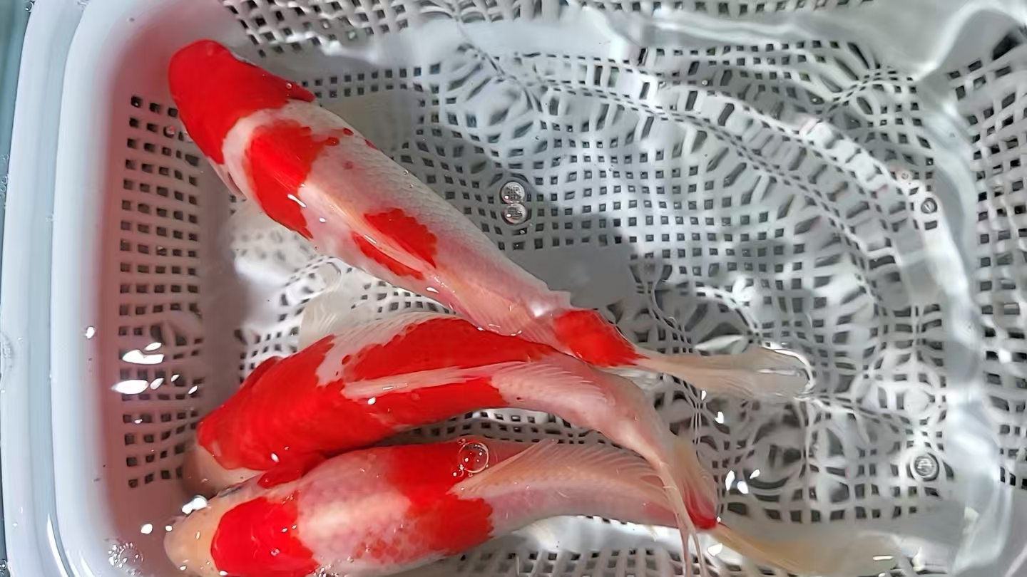 24号【3条红白锦鲤13-15厘米随机发】冷水观赏鱼  包邮