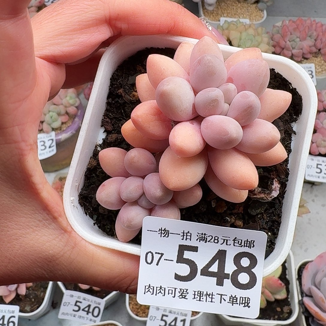 汤圆无盆土发货无盆