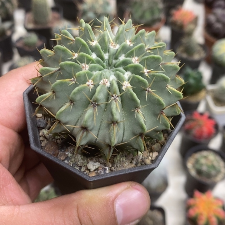 实生白狮子特价福利