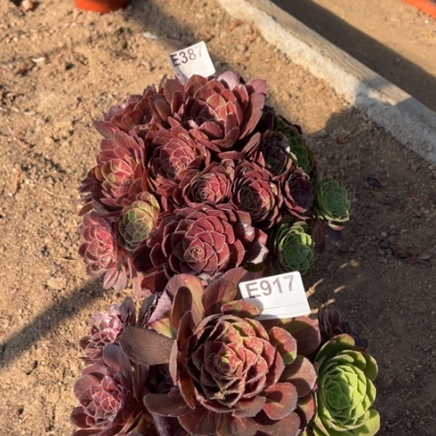 多肉植物花月夜二个