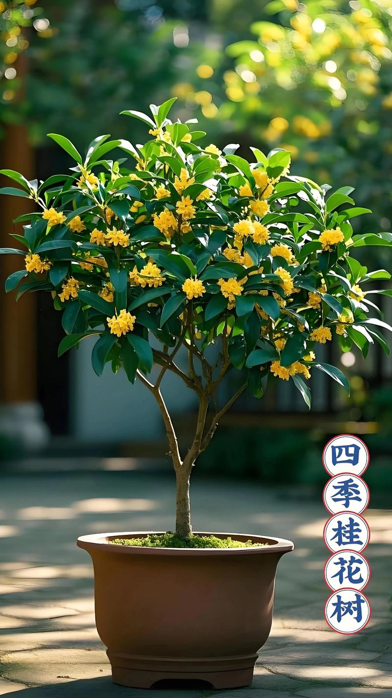 原生四季桂花小盆景浓香型花卉