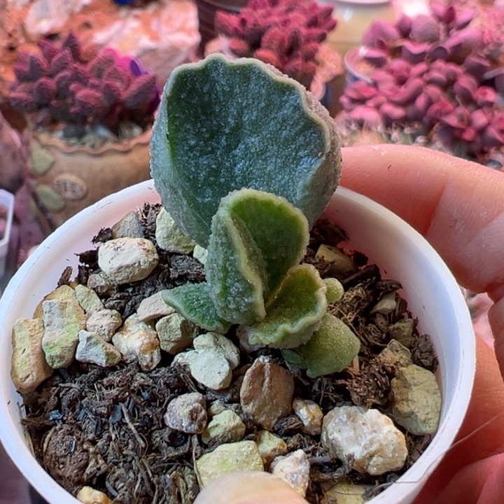 O*可以说是我的最