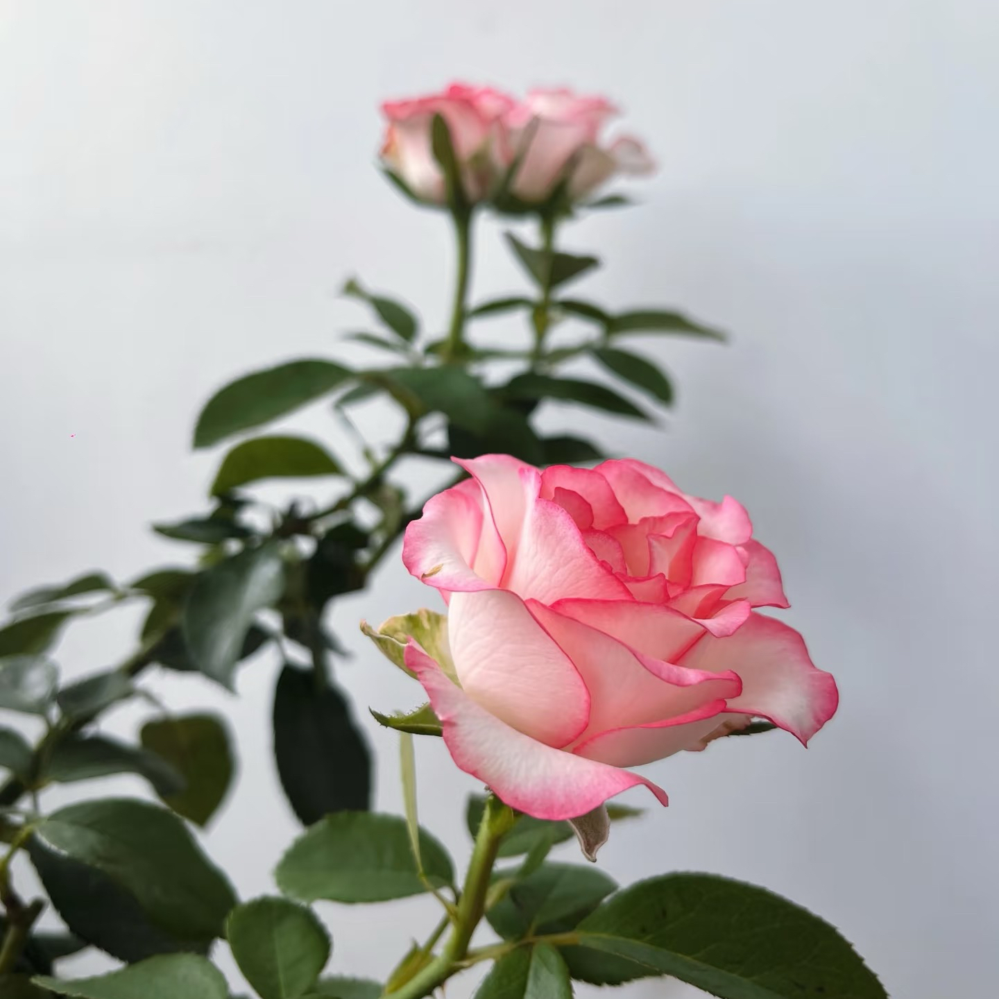 【艾莎】云南精选大花浓香粉边白底盆栽地栽四季开花