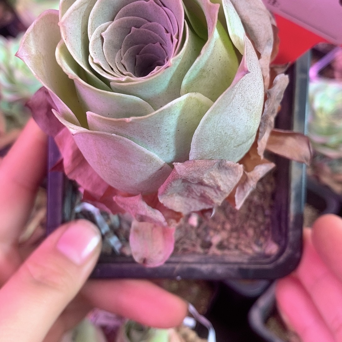 yjj408一物一拍老桩