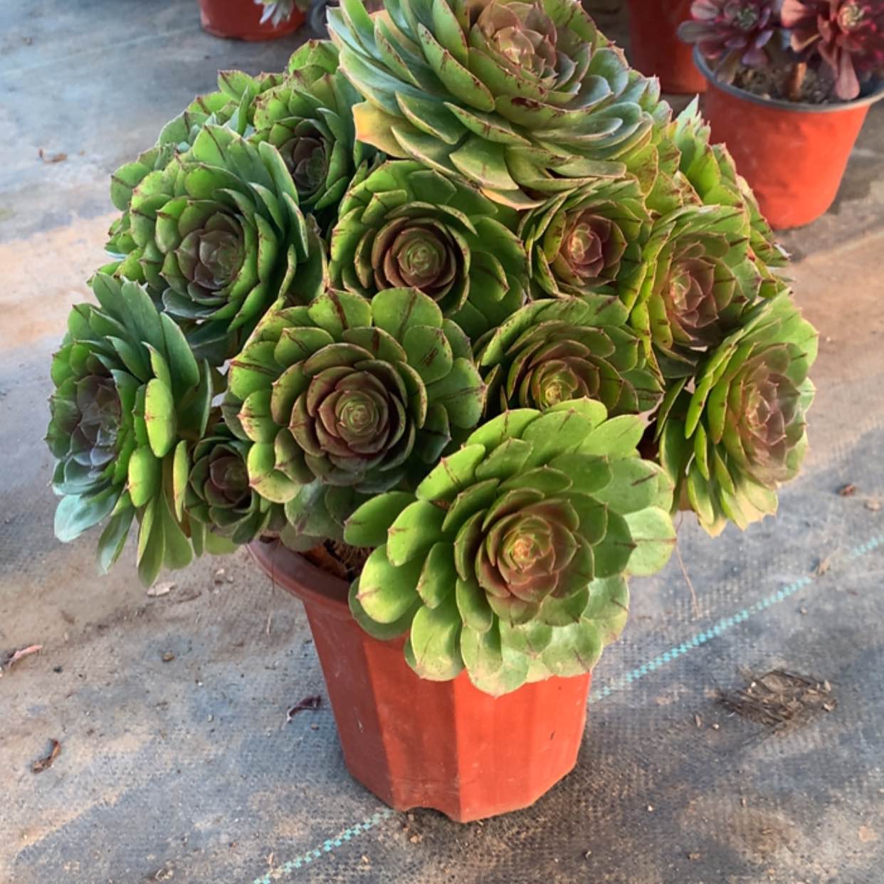 【闪购商品】773万拉丝