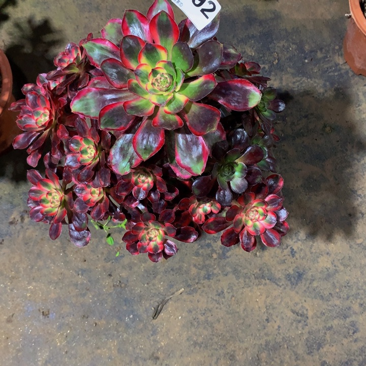 婷***喽无花朵丽娜492000000