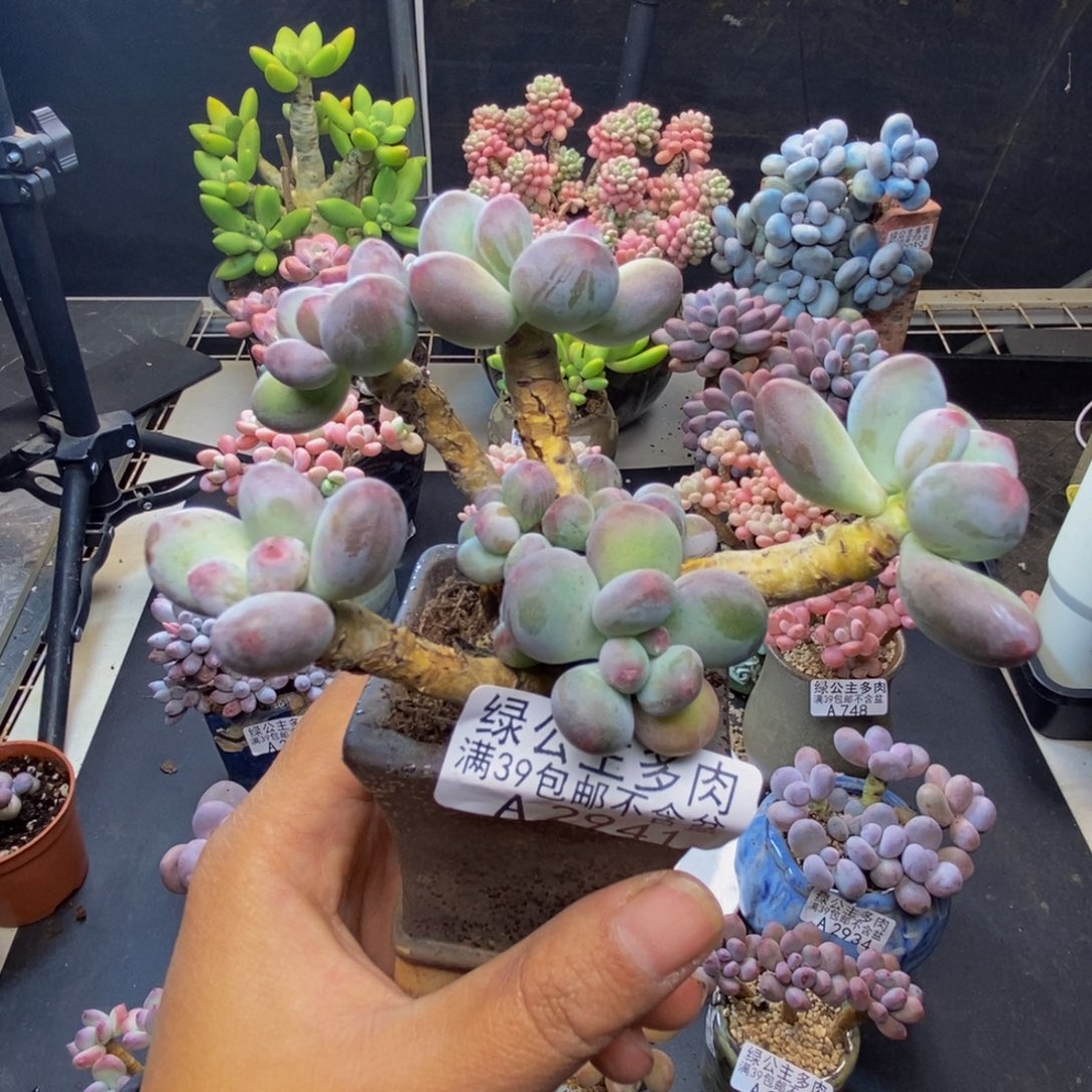 M****r941苹果奶多肉7c m