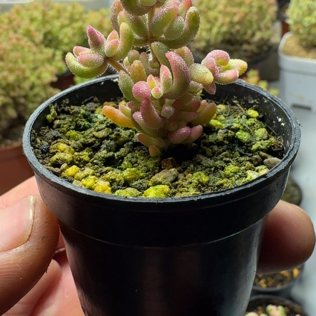 桔*多肉植物枝干番杏