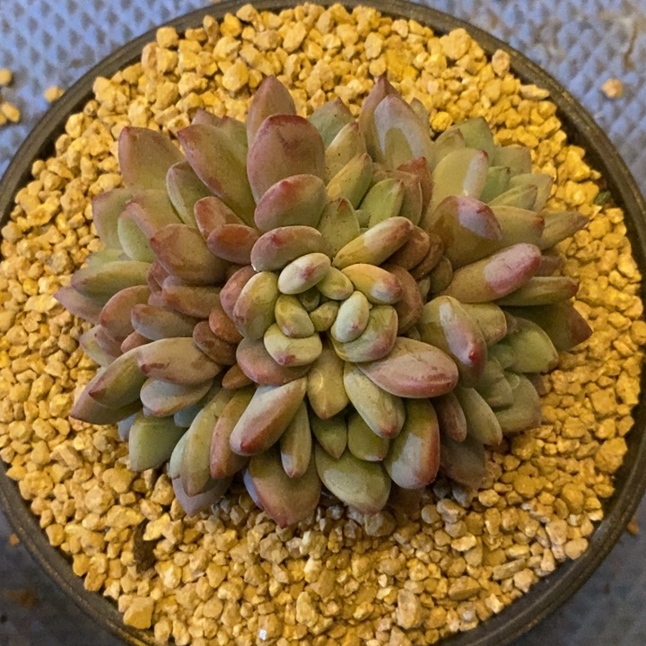 ️***888888888888888888