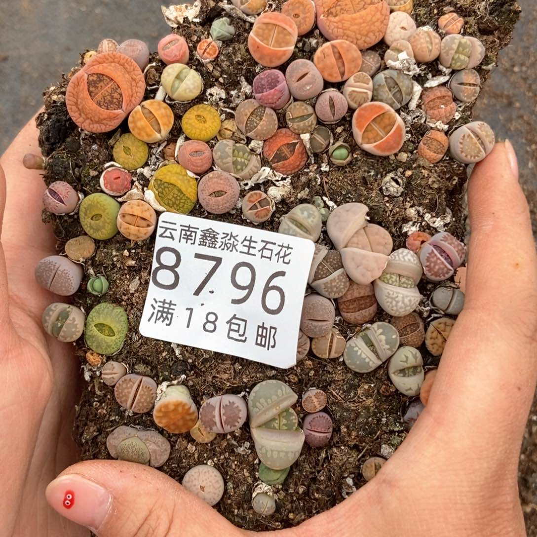 8796特价1盒彩色切糕