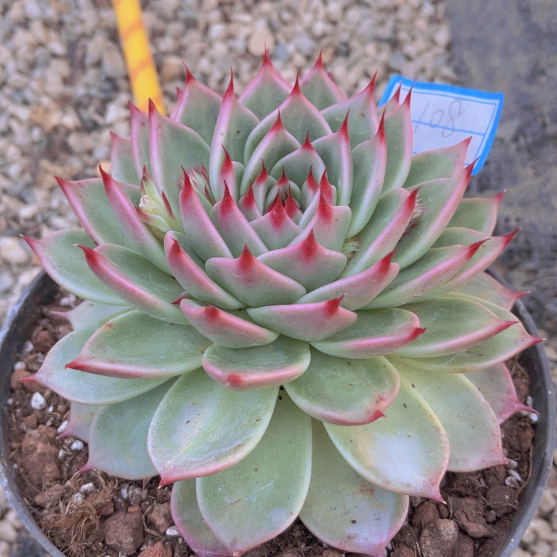 托斯卡13公分8999999989999