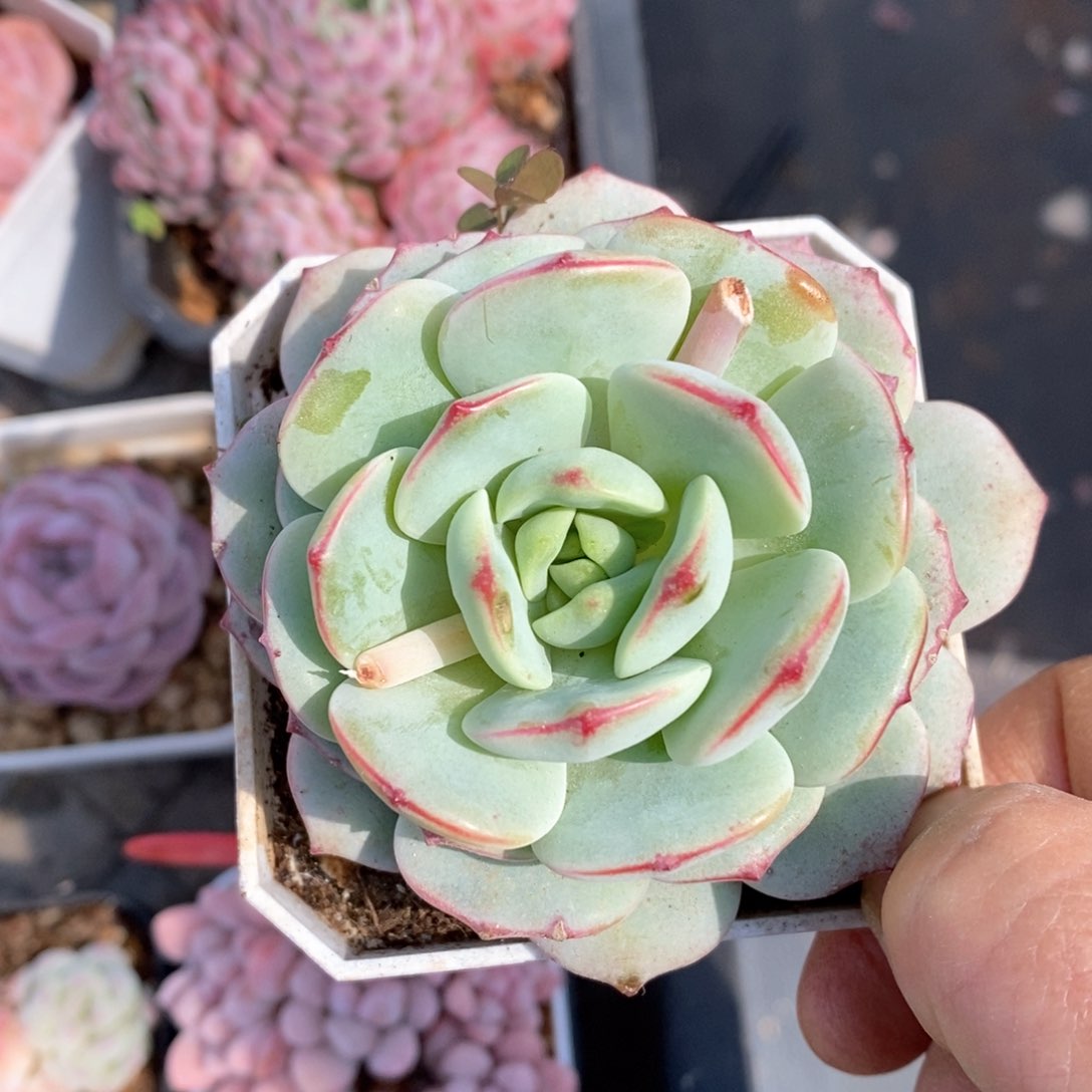 精品多肉一物一拍不包整21