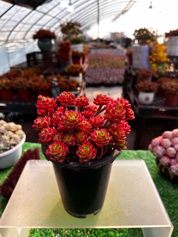 老桩红灯笼（多肉植物）