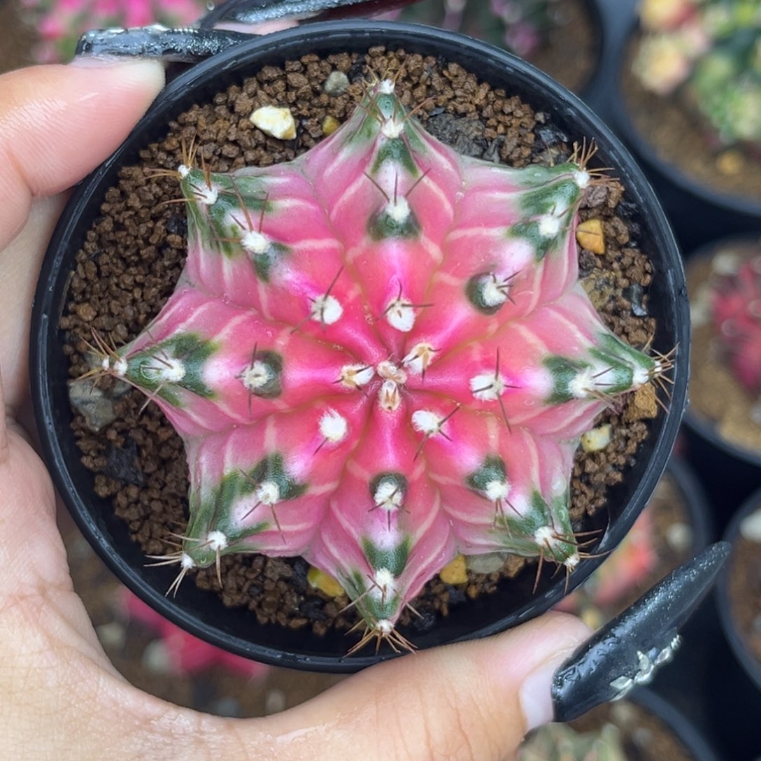 泰系白锦米哈锦 带盆土发货