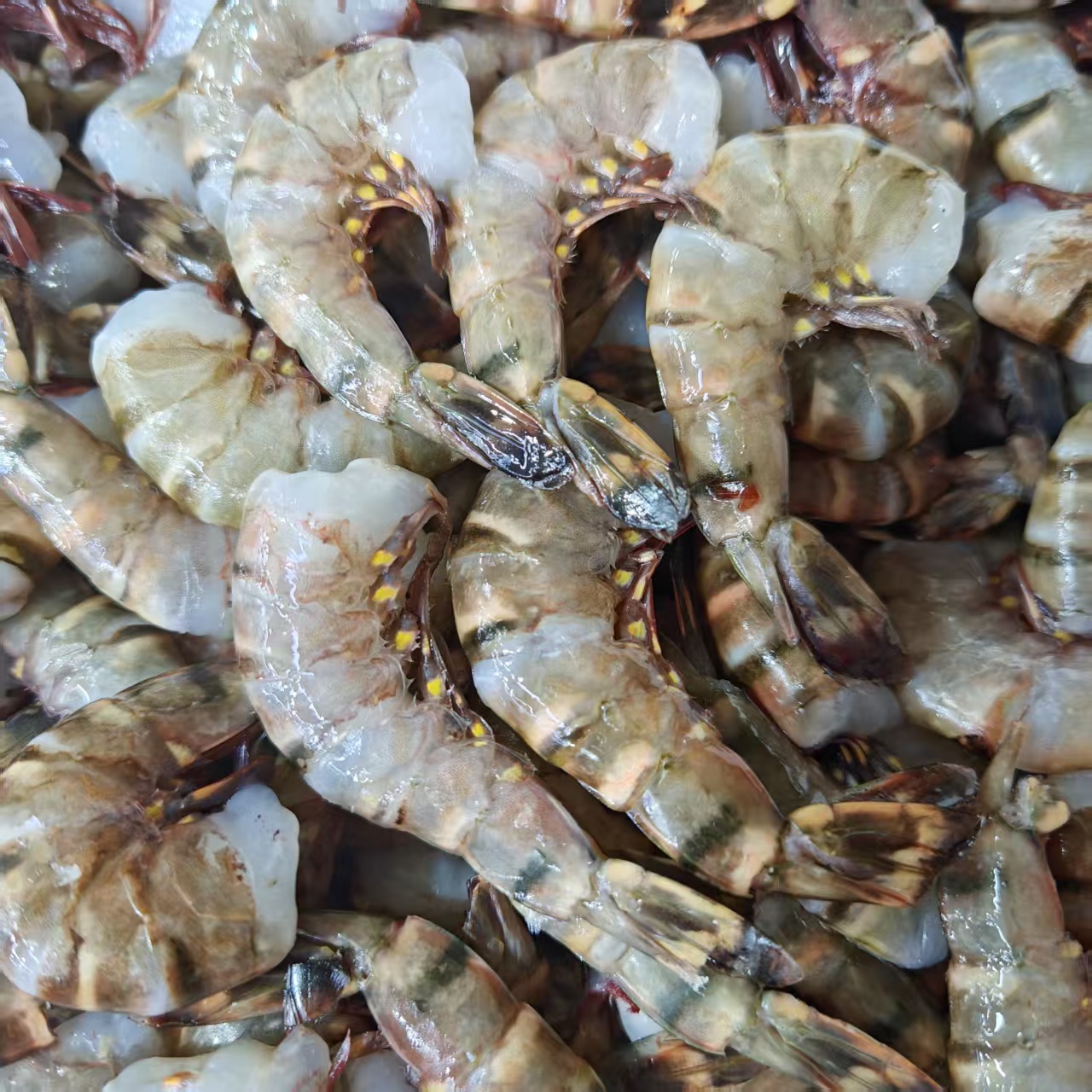 【去头黑虎虾】新鲜黑虎虾去头黑虎虾高端海虾海鲜