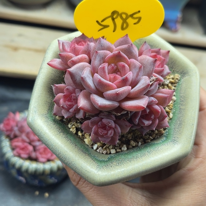 k***n糖心琥珀专拍5985