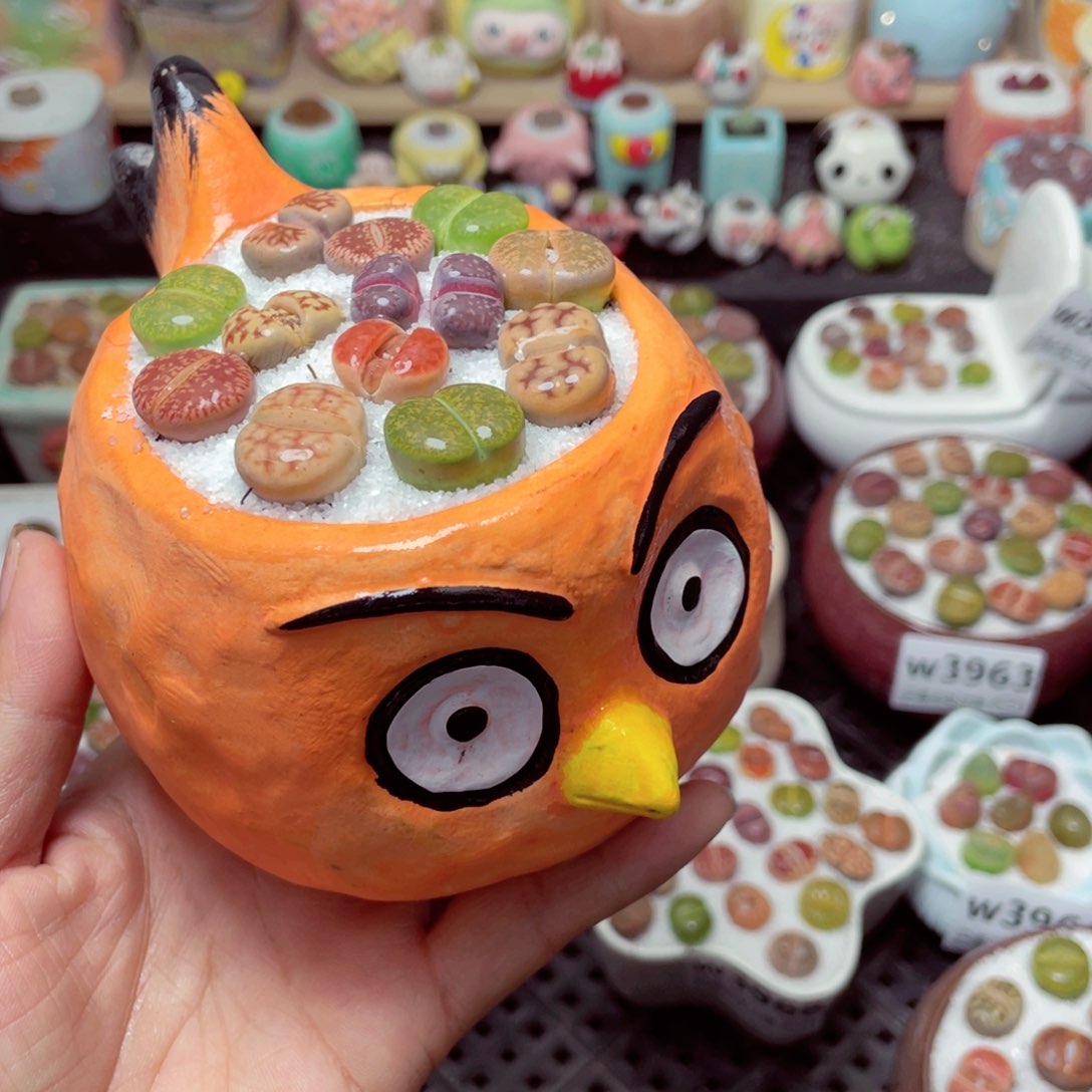 w3972 带盆土发货-零下地区拍保温箱