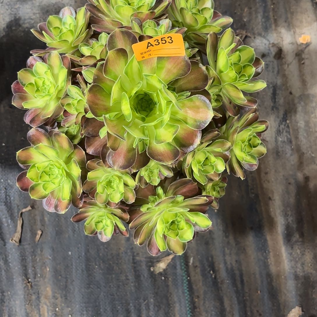 韶华法师多肉植物353