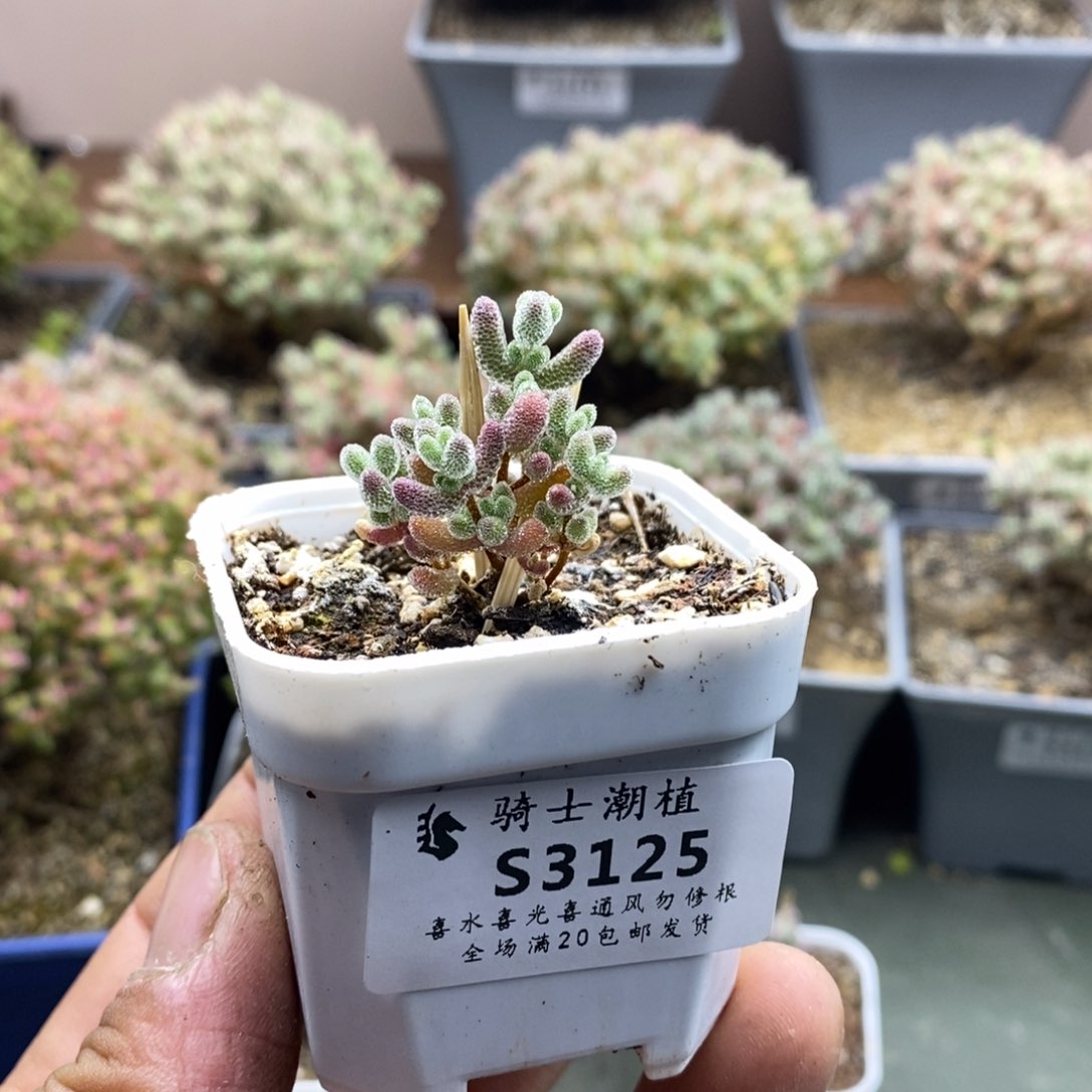 会****装3125实生精控优选冰晶