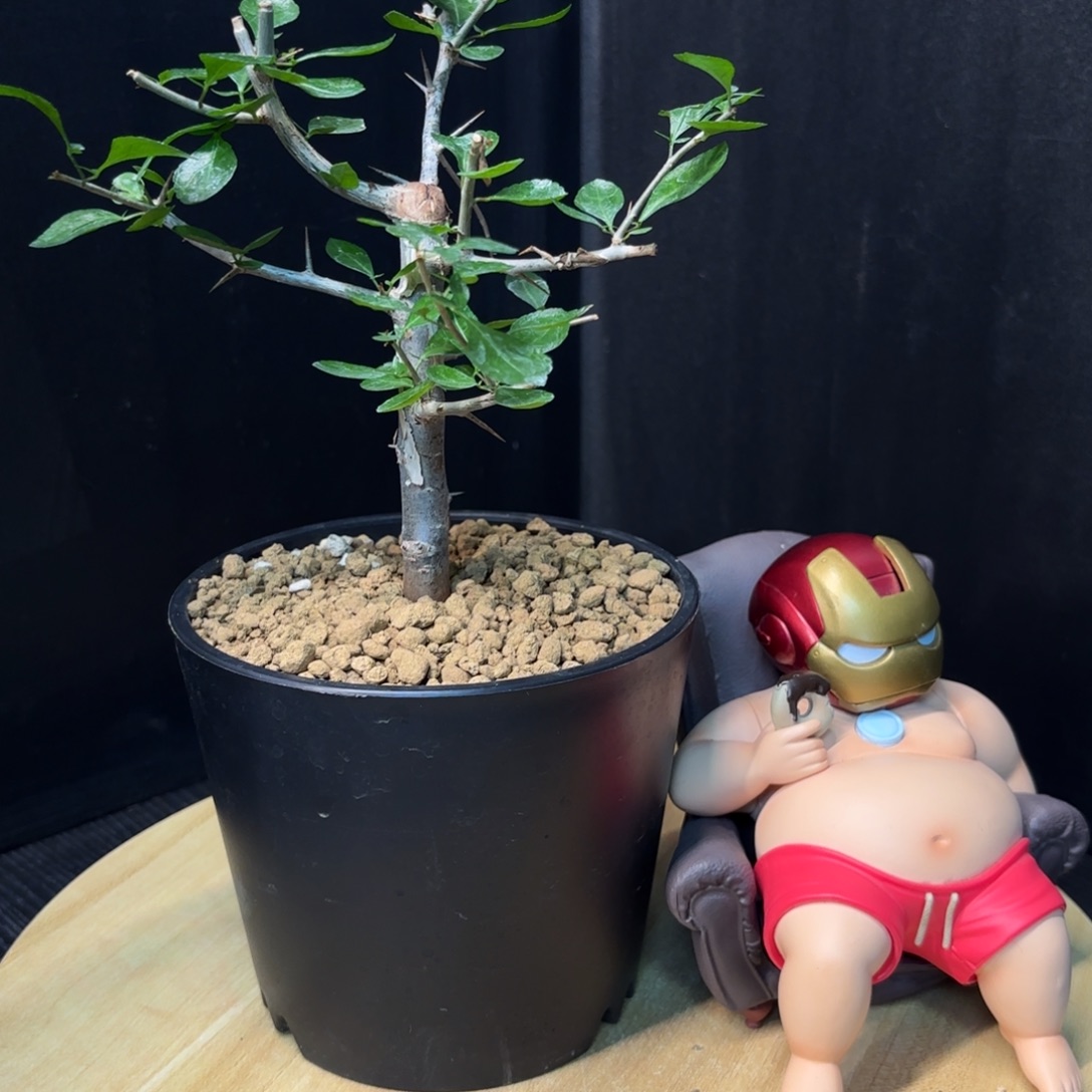 桃林没药带盆土。