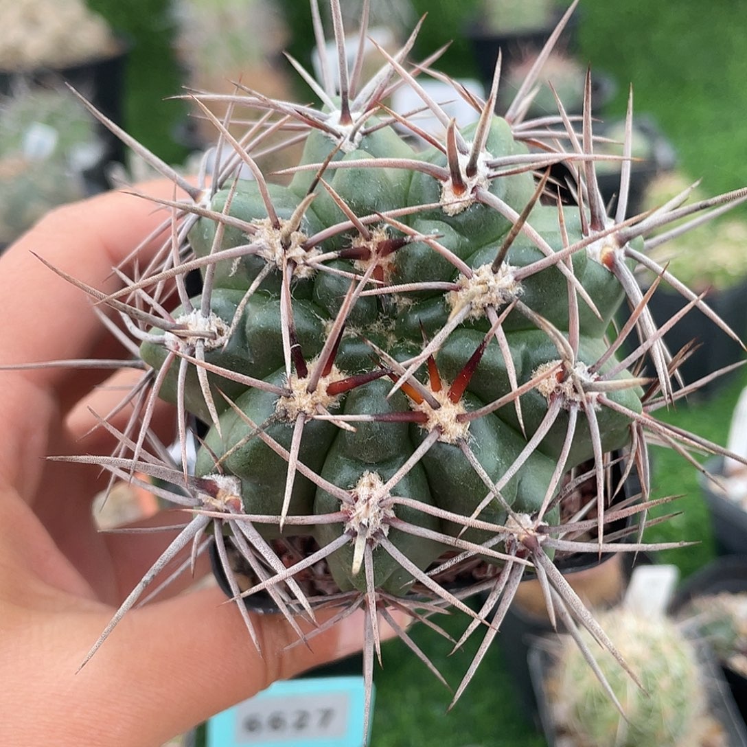 强逼恐龙丸实生裸根发货