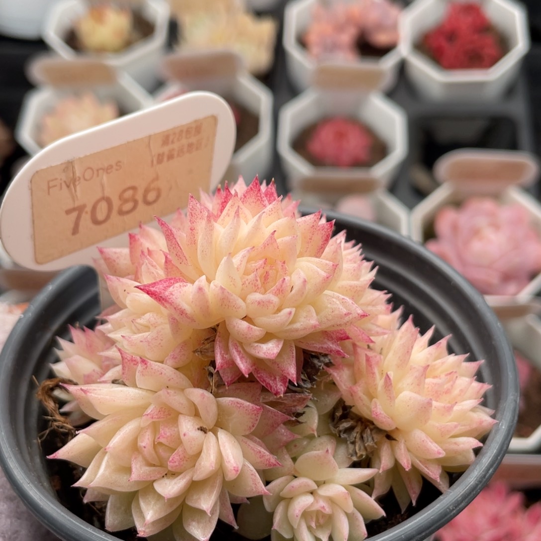 麦秆群7086-7.5厘米