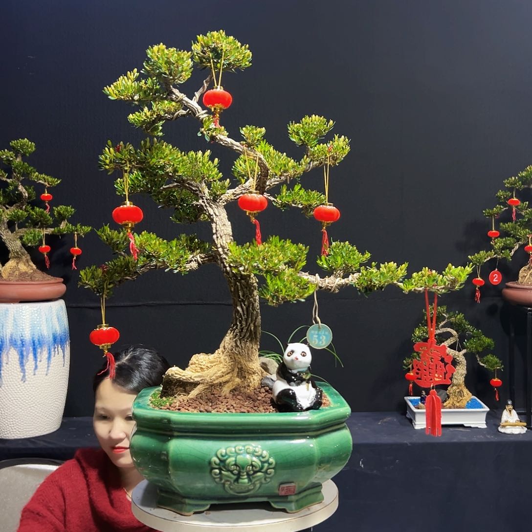 绿植黄杨木盆景 