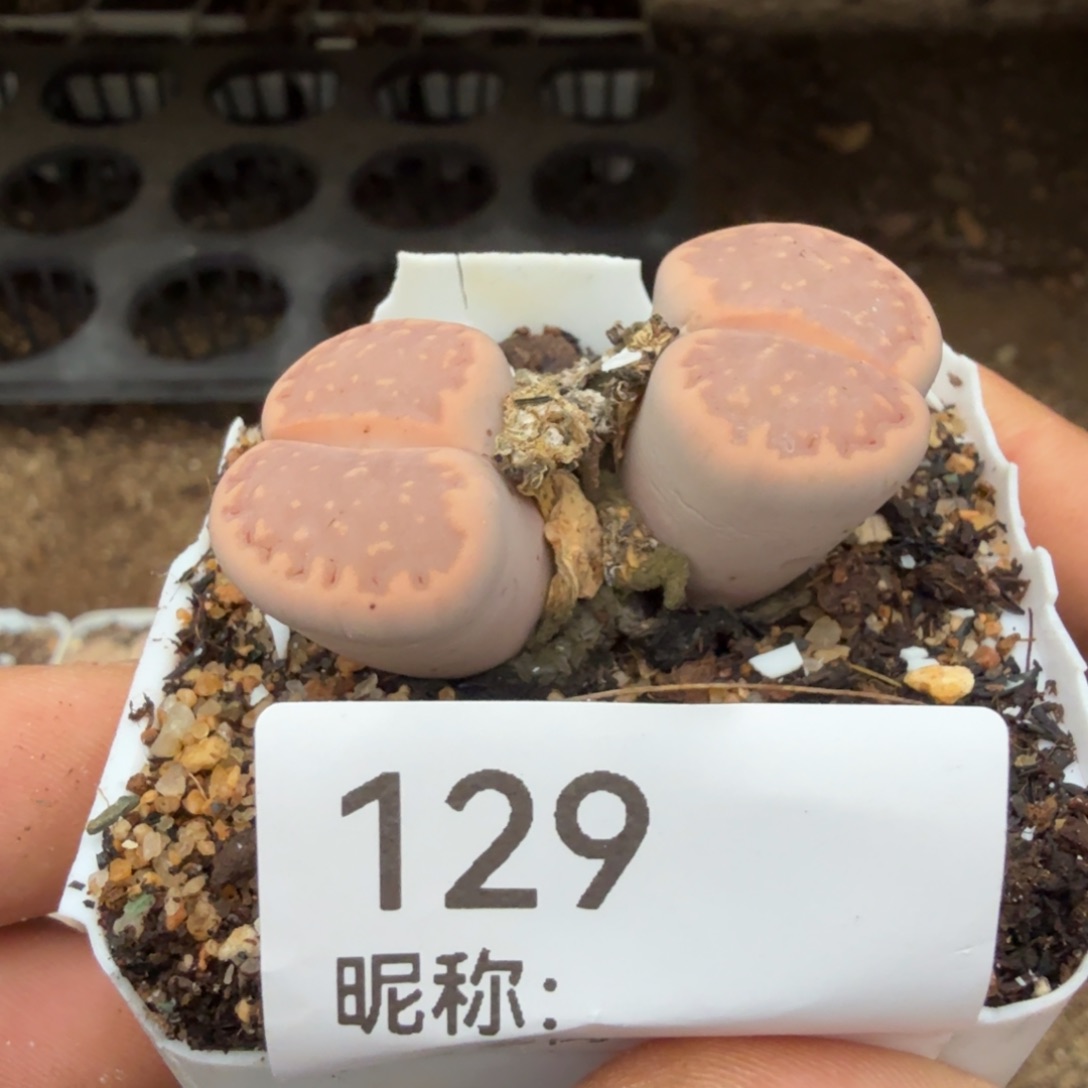 蕉****多肉              