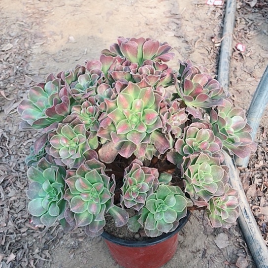 A***头七彩玫瑰法师000007