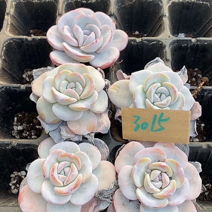 拾****无花朵3015号一物一拍雪莲