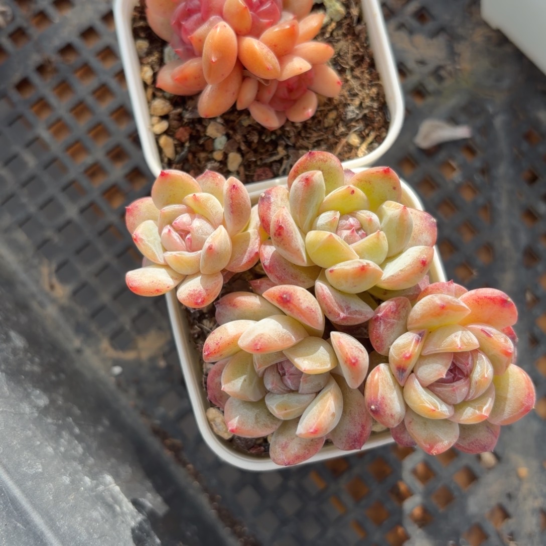 两颗特价福利多肉组合