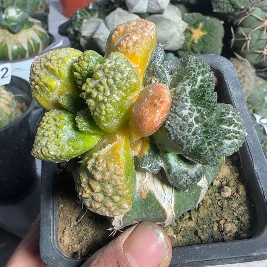 【闪购商品】大尤哥斯拉锦双头925