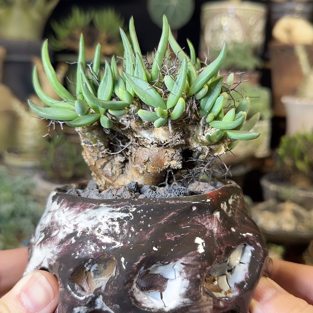 一物一拍万物想奇峰锦610