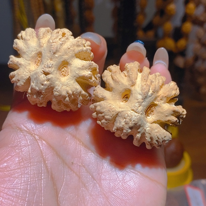 野生大橄榄核猫头鹰