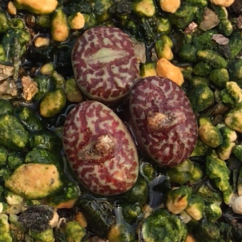 多肉肉锥 Y660超墨