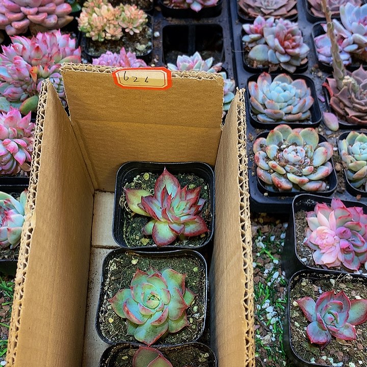 A626惊鸿仙子多肉