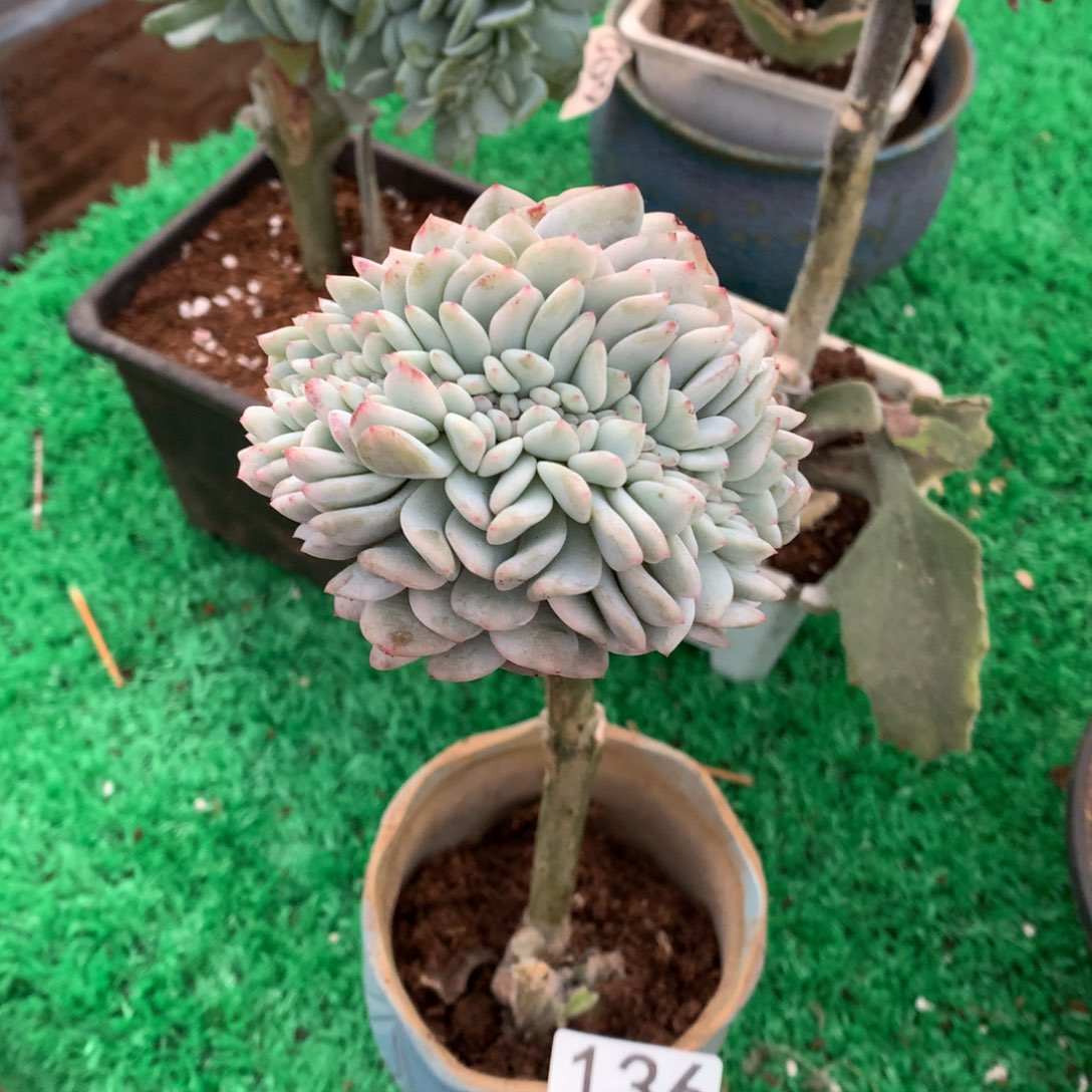 136橙子锦缀多肉植物