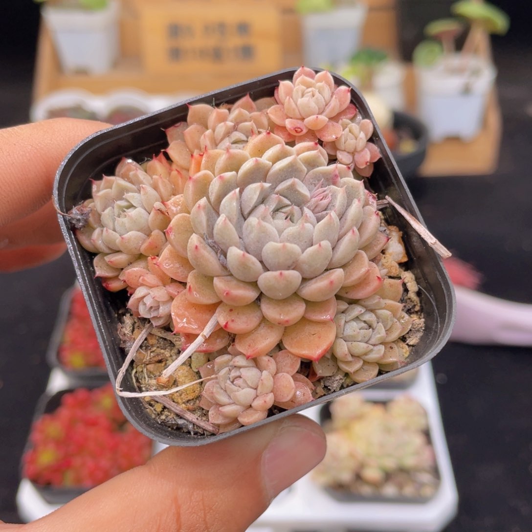 墨姬多肉9.9包邮发货