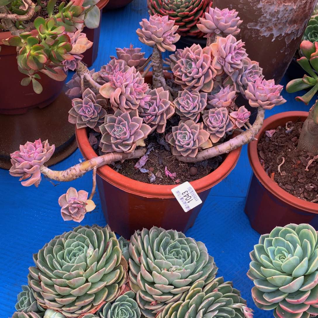 刘*忆1043哈里沃森多肉