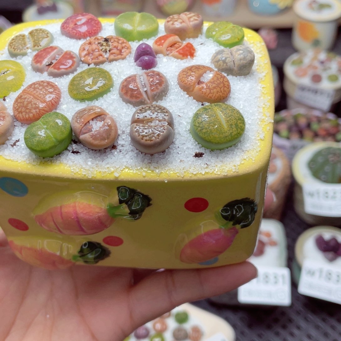 w1835 带盆土发货-零下地区拍保温箱